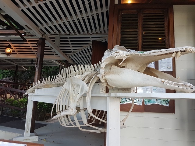 Un squelette de dauphin-pilote en exposition sur l’île de Silhouette, aux Seychelles.