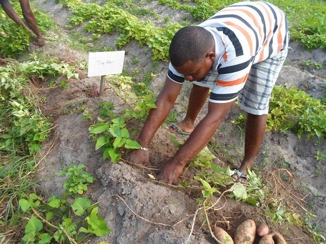 Les Seychelles veulent augmenter la production agricole, en dépendant moins sur les importations