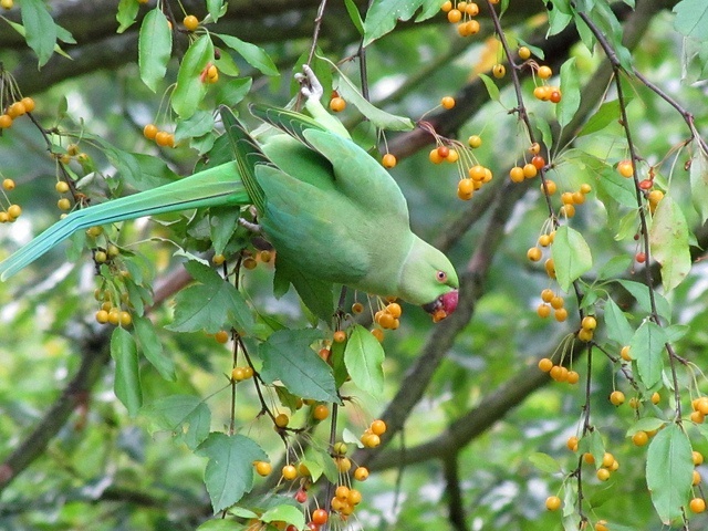 Death of last known ring-necked parakeet a big win in Seychelles' invasive species fight