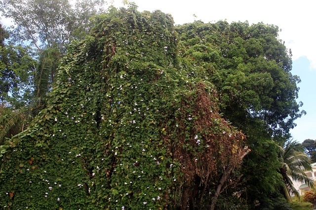 L’autorité des parcs nationaux des Seychelles relance la lutte contre les lianes invasives.