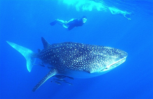 Les requins-baleines - le plus grand poisson du monde - viennent tôt aux Seychelles cette année