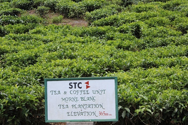 Tea trails, tour of factory in Seychelles give tea lovers new insight into popular drink