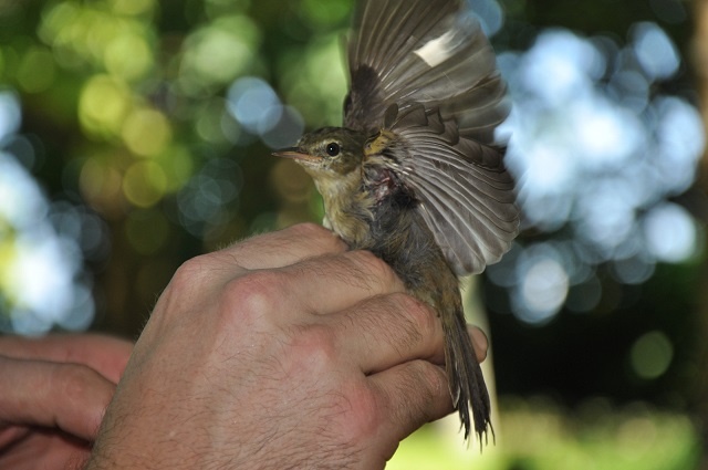 6 endangered birds that you can still see in Seychelles