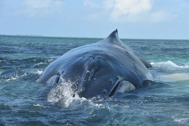 Aux Seychelles : Deux baleines à bosse s’échouent à Aldabra