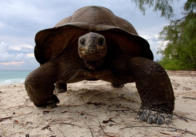 Researchers introduce new methods to monitor giant tortoises on Aldabra, Seychelles' World Heritage Site