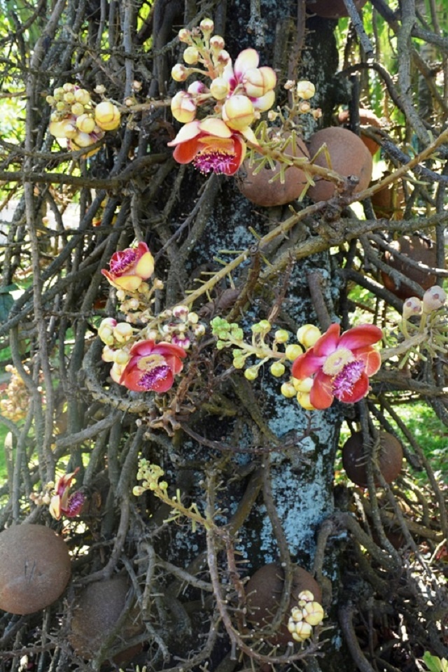 Look out below! Cannonball tree attracts curious onlookers in Seychelles