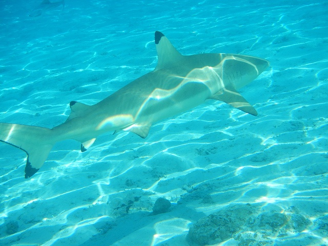 Seychelles-flagged vessel fined $ 41,000 for illegal shark fin haul