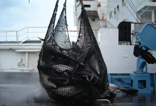 New limits on skipjack tuna will affect fishing around Seychelles