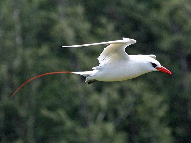 Researcher plans to investigate decline in tropical seabirds around Seychelles