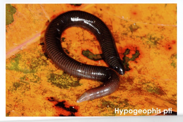New species of caecilian confirmed in Seychelles
