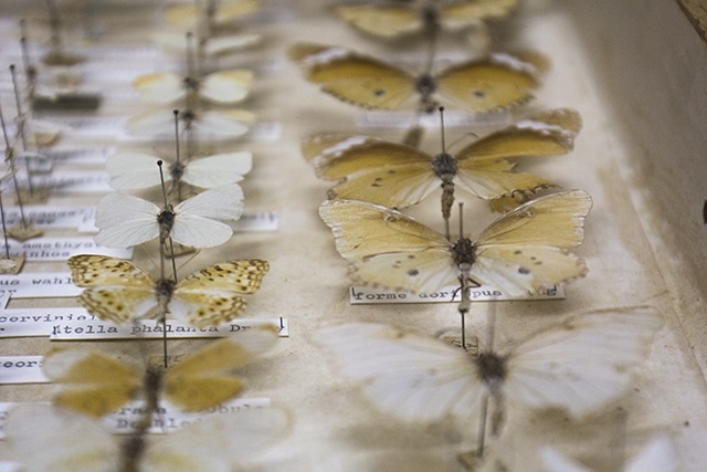 3 unique butterflies that fly softly through Seychelles