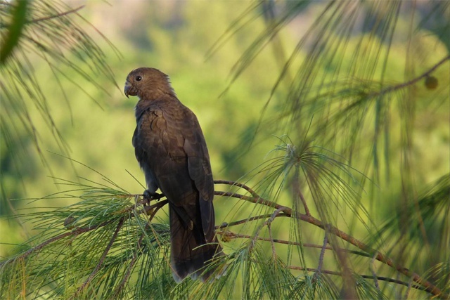 Seychelles Islands Foundation begins monitoring of black parrot breeding season