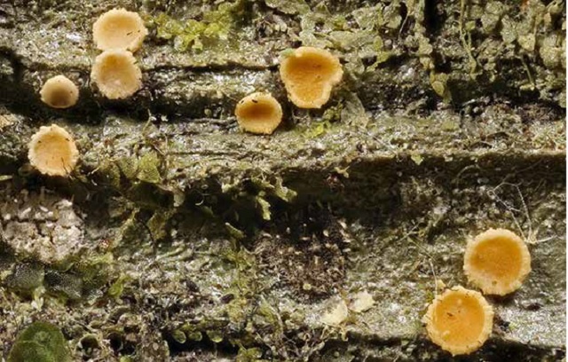 16 new species of lichens found in Seychelles; 3 named after island conservationists