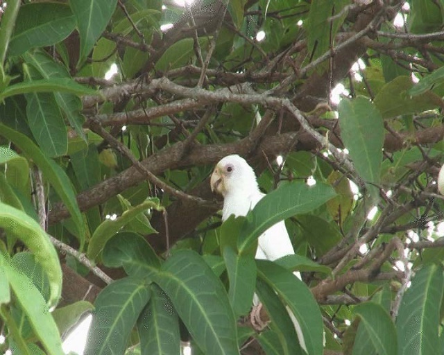 Seychelles’ elusive ‘white’ black parrot is caught and released