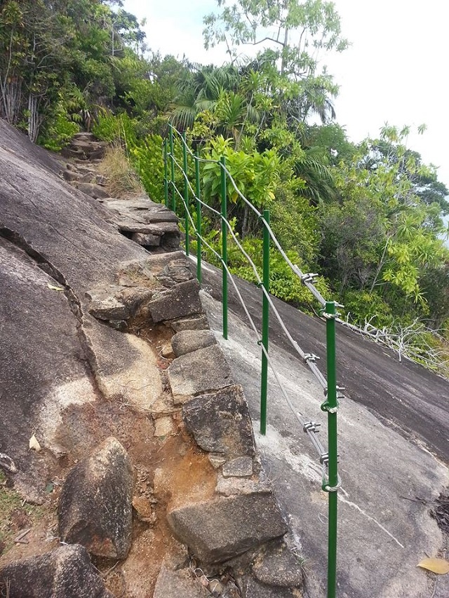 Five plant species you should try to find during a hike in Seychelles