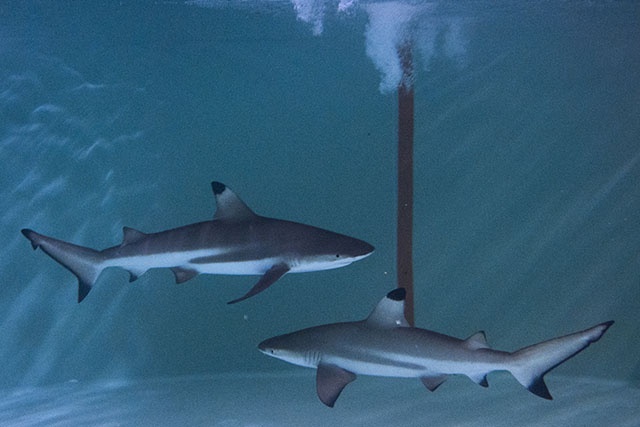 Les Samoa créent un sanctuaire pour requins