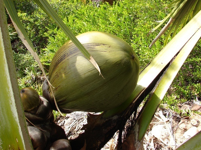 Un nouveau recensement vise à aider à la survie du coco de mer endémique des Seychelles