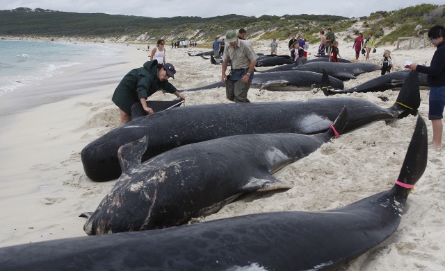 More than 130 pilot whales die in mass Australia beaching