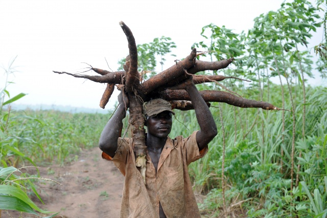 Researchers warn 'Ebola for plants' hitting Africa's cassava crop