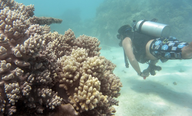 Australia pledges half a billion to restore Great Barrier Reef