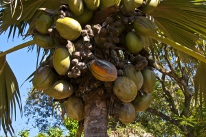 4 amazing things you know about the Seychelles' coco de mer - Seychelles News Agency