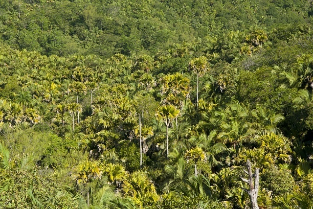 Les Seychelles rassemblent des informations actualisées sur les forêts grâce à un nouvel inventaire national