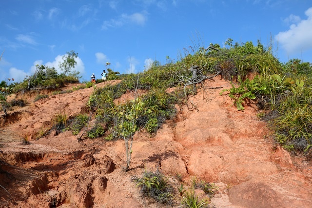 5 threats worth noting in Seychelles on Plant Conservation Day