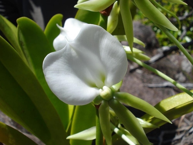 L'orchidée tropical des Seychelles figure sur le voile de la duchesse du Sussex