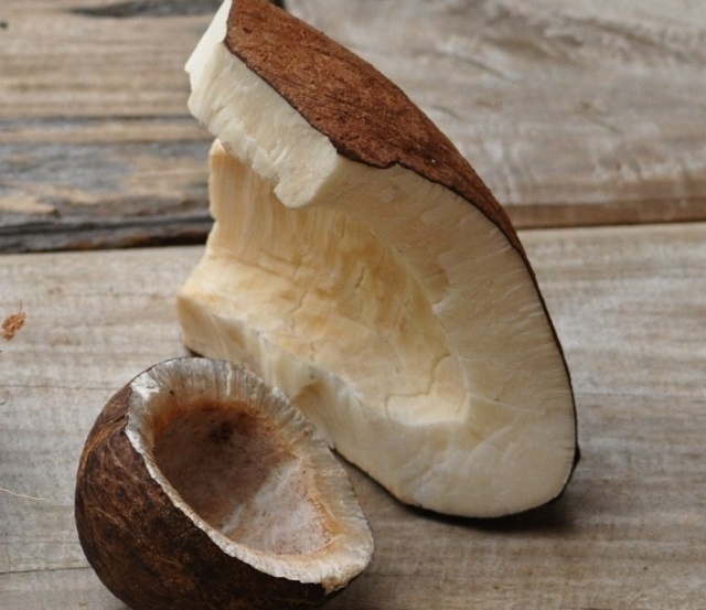 Seychelles to soon start exporting the coco de mer kernel as a value added product
