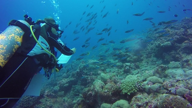 Coral making a come-back on Seychelles' Aldabra, but fish numbers down