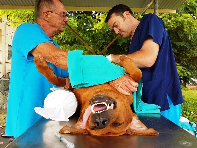 Vet team treats 160 cats, dogs on island in Seychelles