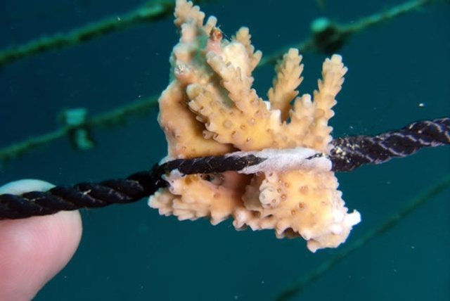 Nature Seychelles, in effort to save coral, has grown 50,000 fragments in underwater nurseries