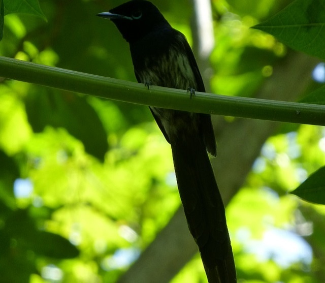 Project to hatch new population of Paradise Flycatcher on island in Seychelles