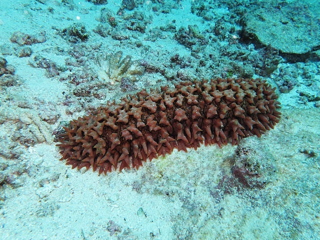 L'Autorité des pêches des Seychelles réduit la durée de la saison des concombres de mer à 8 mois