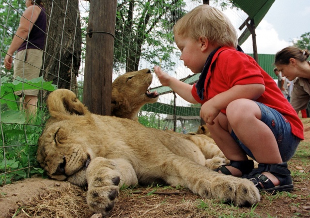 S.African lion cubs conceived artificially in world first