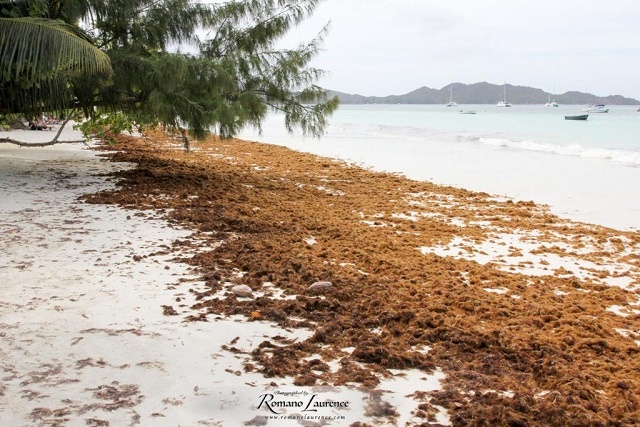 Ministry of Environment alarmed over new algae in Seychelles