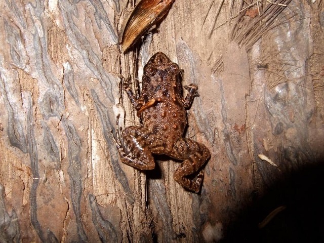 Tiny frog endemic to Seychelles to be monitored by audio recorders