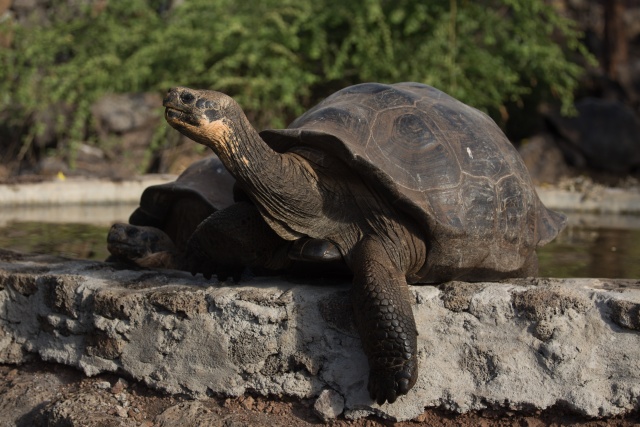 Galapagos giant tortoise gene study hints at longevity secrets