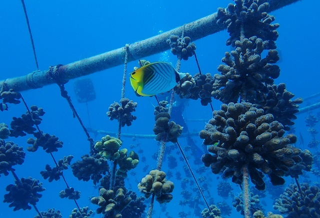 Nature Seychelles creates toolkit for coral restoration ahead of global meeting in Florida