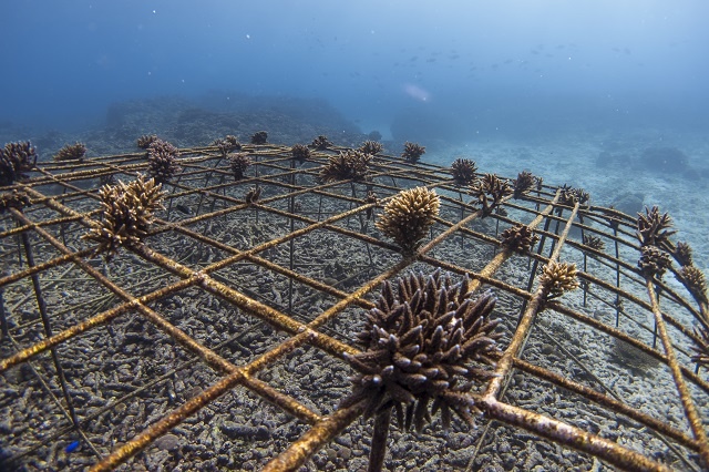 Luxury eco-retreat in Seychelles partners with 2 Swiss organisations to restore coral