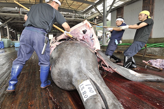 Le Japon va reprendre ouvertement la pêche commerciale à la baleine