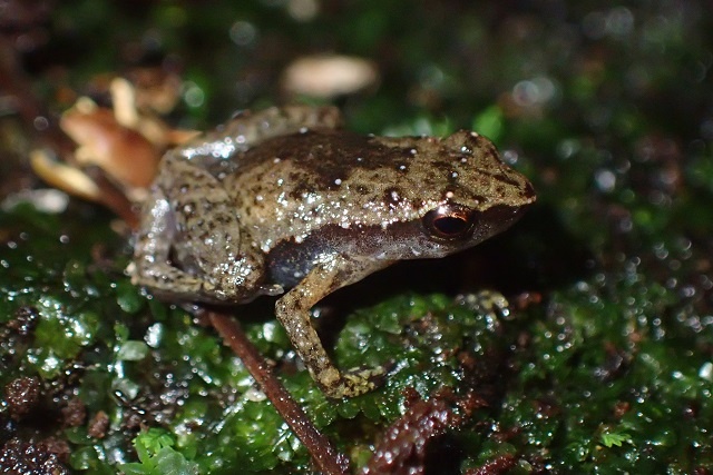 4 frogs in Seychelles, including the world’s smallest