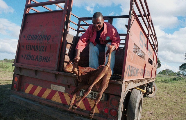 S.Africa's neighbours slap import bans over foot-and-mouth disease