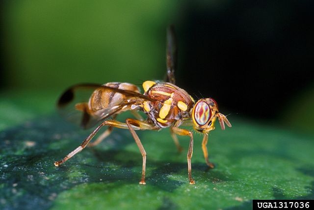 Targeting fruit flies in Seychelles to save melons, pumpkin and cucumbers