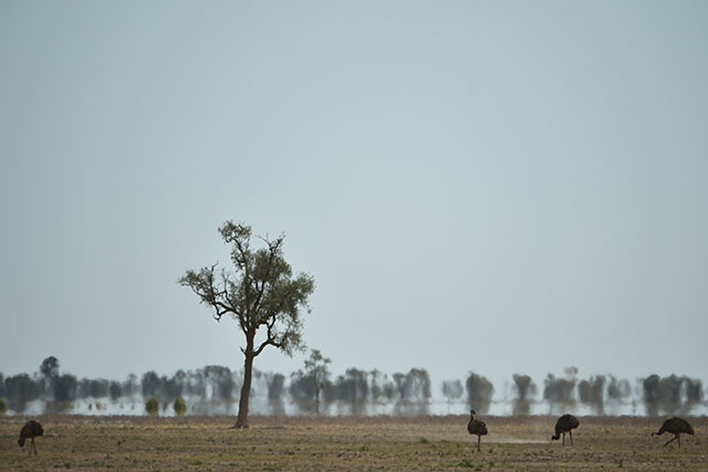 L'Australie vient de vivre son été le plus chaud et redoute un automne encore sec