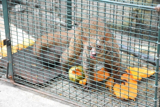 A lemur on the loose in Seychelles has been caught; officials discussing next step