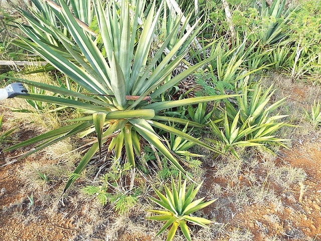 40 years of eradication efforts against invasive plant on Seychellois atoll finds success