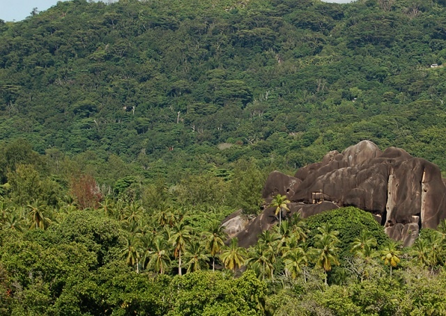 New FAO project supports sustainable management of forests and bioenergy capacity building in Seychelles