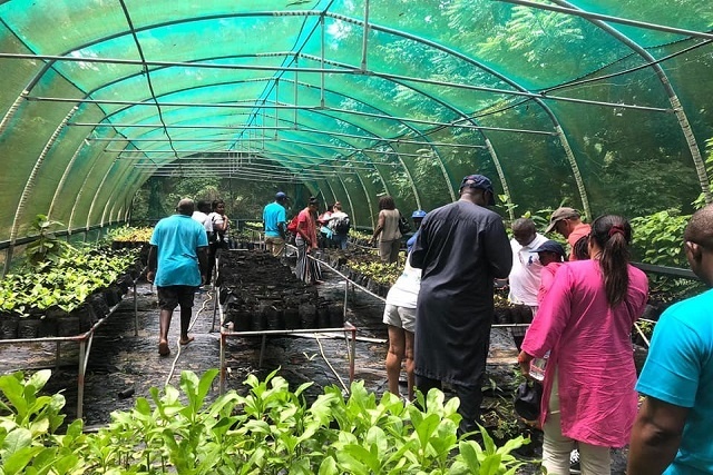 TRASS Seychelles a 10 ans et produit 15 000 arbres par an dans les îles