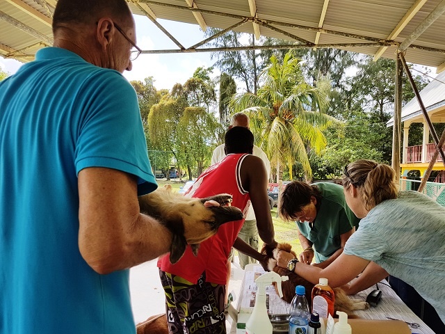 Veterinary services for pets in Seychelles handed over to private sector